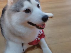 -Husky Go! 哈士奇体验馆·宠物咖啡厅狗咖