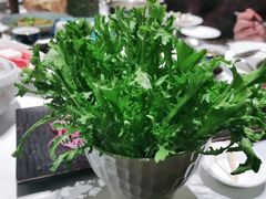 苦菊-红鼎豆捞·非遗鲍皇汤火锅(宝丰路店)