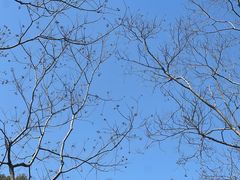 -昆山城市生态森林公园