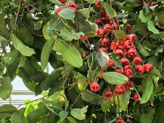 -国家植物园南园