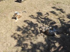 -西霞口神雕山野生动物世界