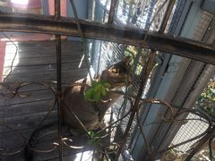 -喵屿·大理花园猫咖