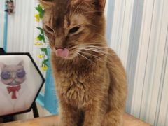 -猫小院猫主题咖啡厅(北锣店)