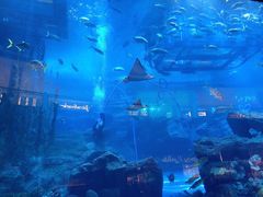 -迪拜水族馆及水下动物园