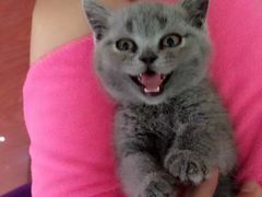 -欣宠猫屋·矮脚拿破仑·蓝金金渐层