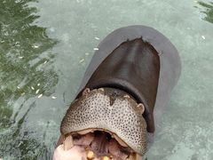 -青岛森林野生动物世界