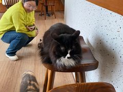 -有猫主题·治愈系猫咖(曾厝垵店)