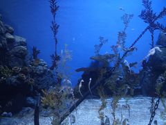 -上海海洋水族馆