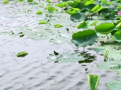 -前关湿地公园