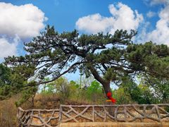 -北京西山国家森林公园