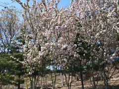 -大兴滨河森林公园