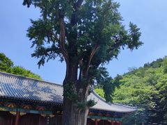 -青檀寺景区