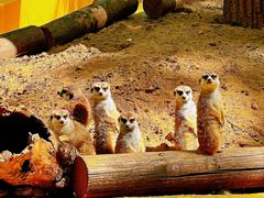 -北京野生动物园