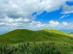 -贵州百里杜鹃风景名胜区