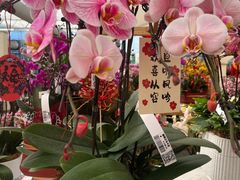 -荷兰花海