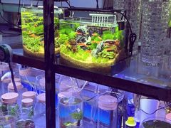 -花鸟鱼虫鲜花绿植市场(玉泉路店)