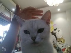 -万小咖.猫咖(中山路天虹店)