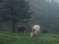 -硗碛藏寨·神木垒景区