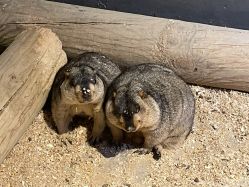 -酷嗒动物文化乐园(cutezoo西溪乐天城店)