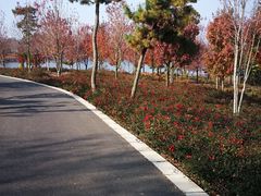-南京枫彩漫城