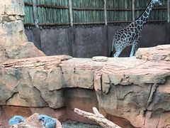 -林肯公园动物园