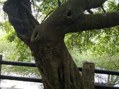 -大湾区中央湿地公园