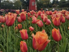 -大宁郁金香公园-停车场