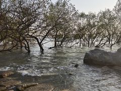 -宝安西湾红树林湿地公园