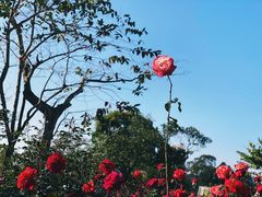 -香蜜公园