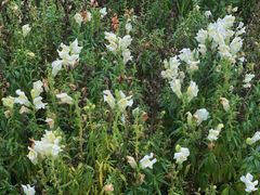 -武汉紫薇都市田园