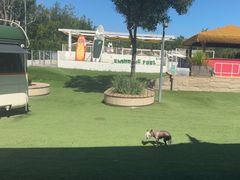 -爪吧宠物乐园 (温榆河示范区店)