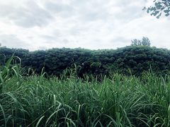 -白鹭湾湿地公园