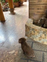 -小红帽摄影(丽江店)