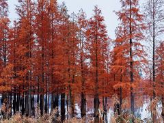 -白鹭湾湿地公园