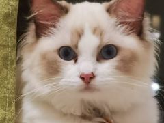-伟伟宠物医院·瑞派猫友好医院·猫科(光谷店)