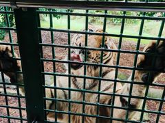-深圳野生动物园