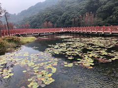 -广州市石门国家森林公园