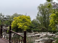 -莲花池公园