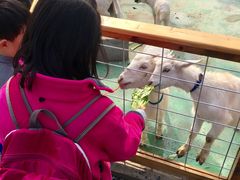 -前小桔亲子创意农场·草莓采摘·露营烧烤