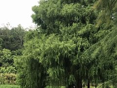 -南宁良凤江国家森林公园