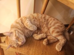 -滚猫咖啡·猫咖·猫友好撸猫(未来城店)