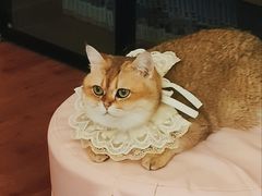 -MOCHA明星猫咖(田子坊店)