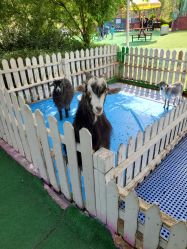 -萌宠亲子动物乐园(槐房万达店)