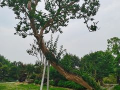 -武汉紫薇都市田园