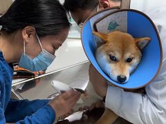 -谐和贝康宠物医院24小时·宠保定点(急重症转诊中心)