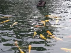 -湖鲜楼