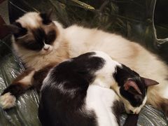 -猫色咖啡·猫咖