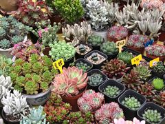 -秦美花卉(天朗·莱茵小城2期店)