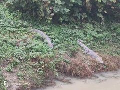 -中国扬子鳄村