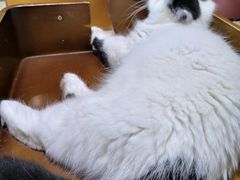 -藏猫猫咖啡主题馆(中央大道店)